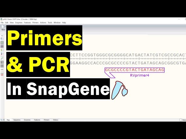 Creating PCR Primers In SnapGene