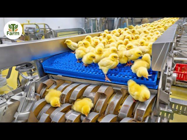 Chicken Egg Incubation Technology - Broiler Raising Method & Process | Processing Factory