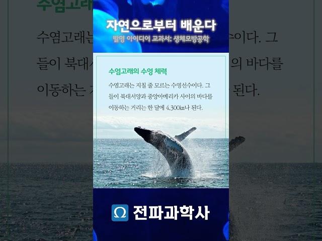 자연으로부터 배우는 생체모방공학! #biomimetics #바이오미메틱스 #전파과학사