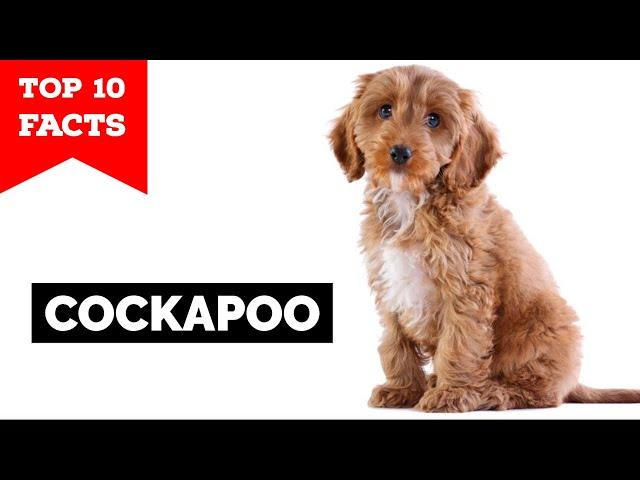 Cockapoo - Top 10 Facts