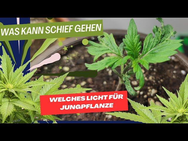 Worauf man bei Jungpflanzen achten muss, was kann schief gehen, welches Licht.