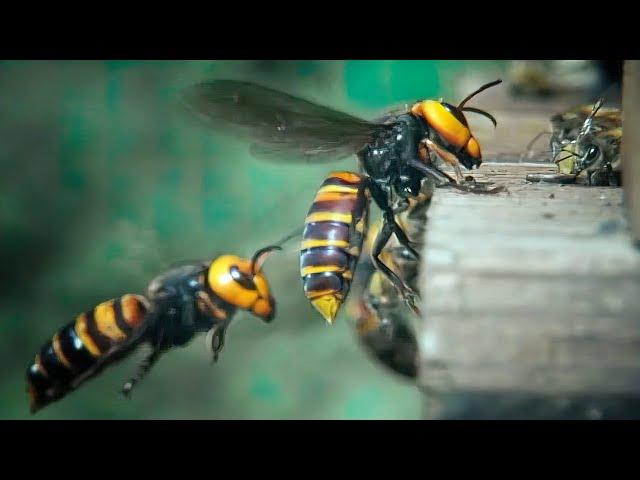 30 Hornets vs 30,000 bees, fight to the death!