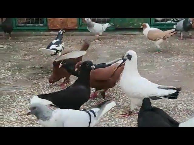 سهرة حمام مميزة من تركيا عنتاب من حلال سركان كرز beautiful pigeons of the Levant