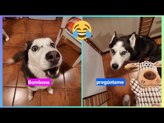 These HUSKIES TALK  and have conversations with their owner! The MOST VIRAL of Max and Bombón!