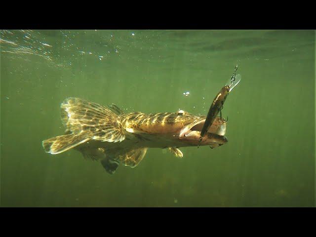 Swan River Flathead Secrets