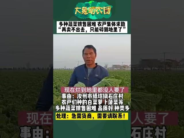 河南：菜都烂地里了！