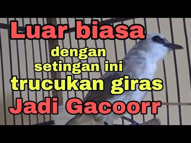 perawatan trucukan giras agar cepat gacor