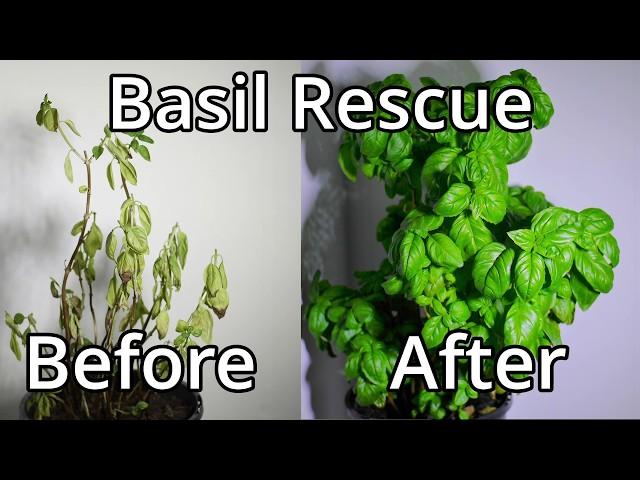 How To Save A Basil Plant (With Time Lapse)