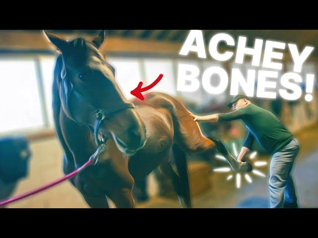 CRACKY & ACHY Joints for SWEET HORSE "Tucker" who's Finally RESCUED after 5TH HOME in 13 YEARS!