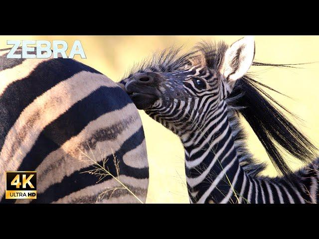 Zebras in the bush #4k #african animals