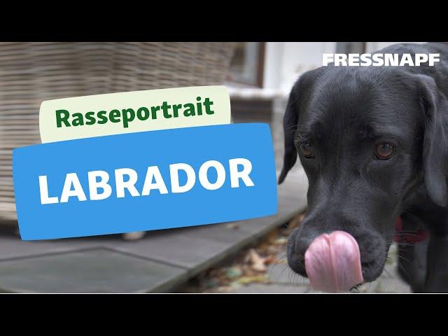 Rasseportrait: Labrador