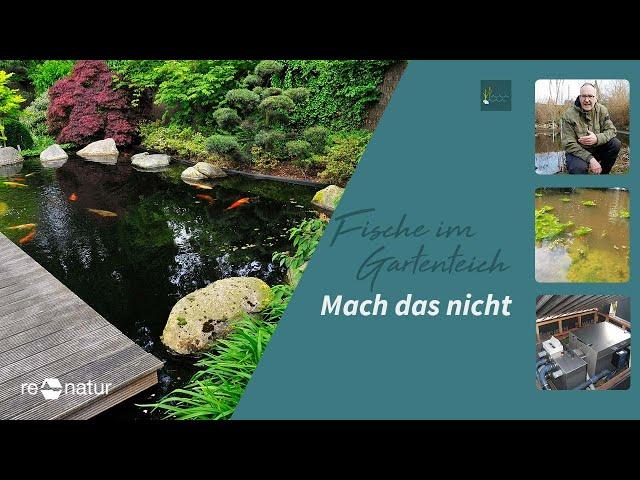 Mach das nicht: Fische im Gartenteich