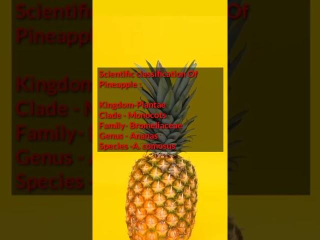 Classification of Pineapple | Scientific name of Pineapple