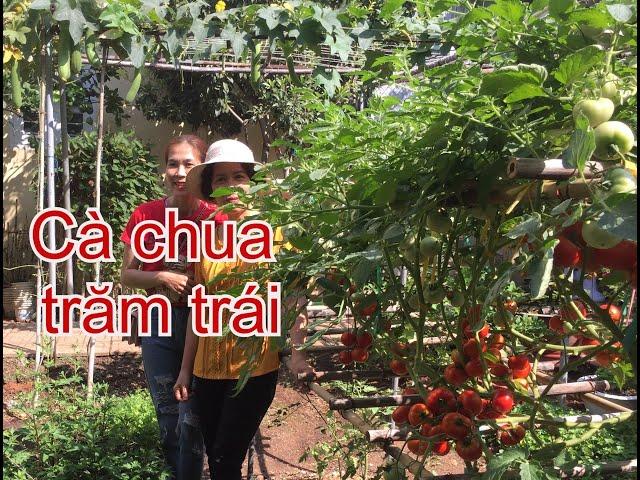 Kinh nghiệm trồng CÀ CHUA LEO GIÀN sai quả | THÍCH TRỒNG CÂY TV