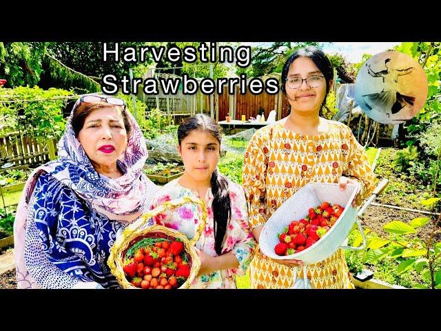 Harvesting Strawberries In Our Kitchen Garden | Malang Log Official