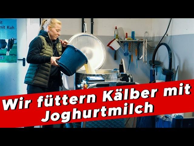 Joghurtmilch – unser Erfolgsrezept für die Kälbergesundheit - My KuhTube Film 932