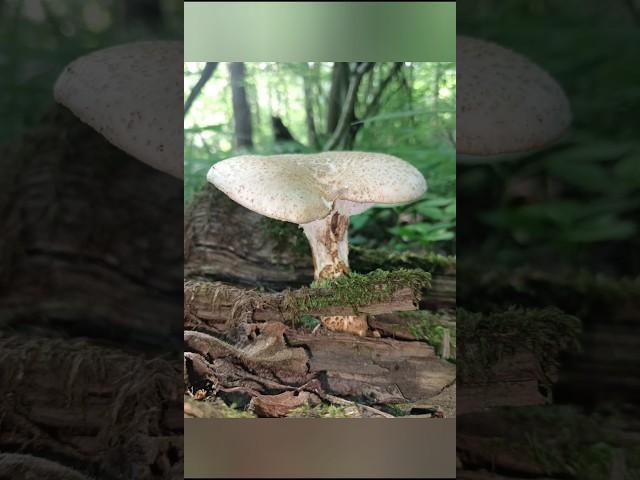 Шпальный гриб он же пилолистник чешуйчатый #Neolentínuslepídeus #Neolentinus #Gloeophyllaceae #шортс