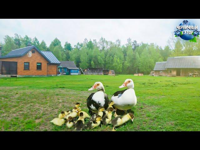 Фильм о простой жизни на хуторе в лесу. Подсаживаем под индоутку больших утят. Примет ли она их?