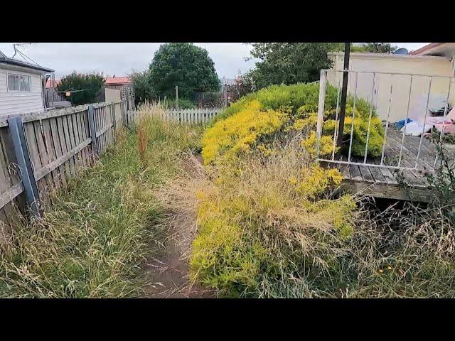 Little Disaster Receives Free Service | Garden Transformation | Wasps Attack