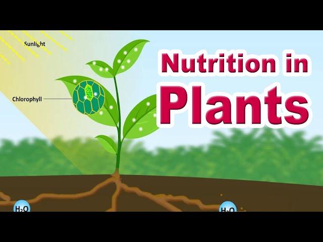 Nutrition in plants | Autotrophic Nutrition | Photosynthesis | Home Revise