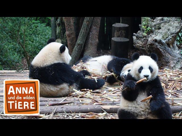 Wie angelt man sich einen Großen Panda? | Reportage für Kinder | Anna und die wilden Tiere