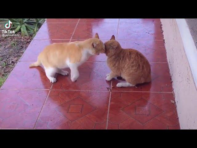 Cat Fight Compilation #2022