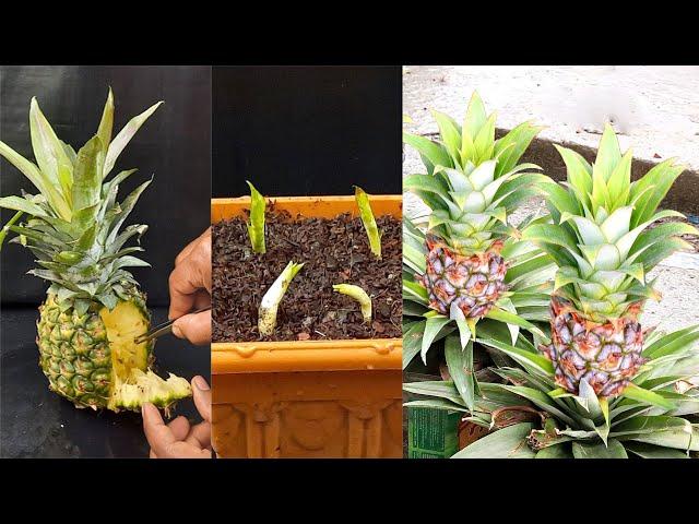 How to Grow a Pineapple Plant from Seeds - Growing Pineapples Fruit Trees