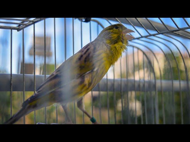 Spanish Timbrado Classico - Canary singing video