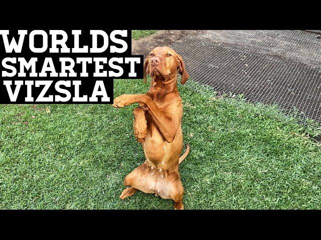 World's Smartest Vizsla