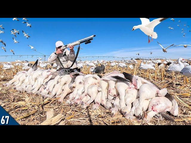 Decoying HUGE Flocks of SNOW GEESE! | Snow Goose Hunting 2024