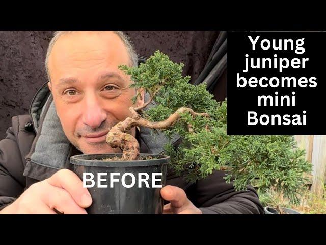 Young Juniper Shimpaku transformed into mini bonsai in first styling