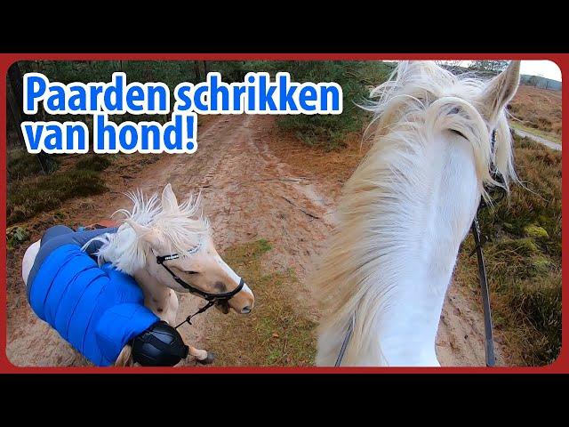 PAARDEN SCHRIKKEN VAN LOSLOPENDE HOND!