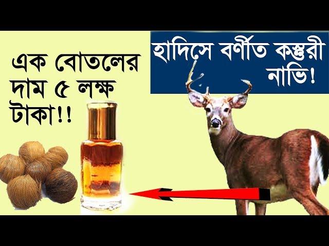 হাদিসে বর্ণিত হরিনের কস্তুরি নাভি কেন এত মুল্যবান? যা সংগ্রহ করতে গিয়ে মানুষের মৃত্যু হয়!