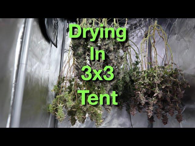 Drying cannabis in a 3x3 tent