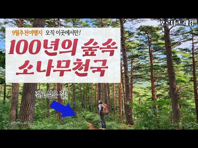 걷고싶은 길! 가을에 걷기 좋은 길, 천년동안 이어져갈 그 길 위의 소나무