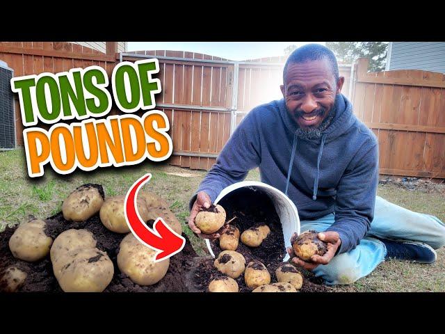 How to Grow Potatoes?