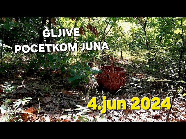 GLJIVE POCETKOM JUNA! 4.JUN. 2024.