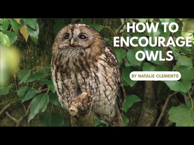 How to Encourage Owls to Your Woodland