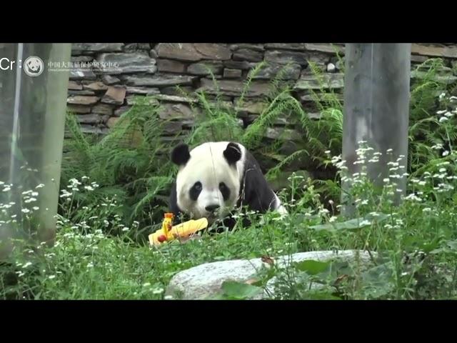 7.19 Tai Shan's July Panda Group Birthday Event #cute #panda #taishan #fy #pandalover #eatingshow