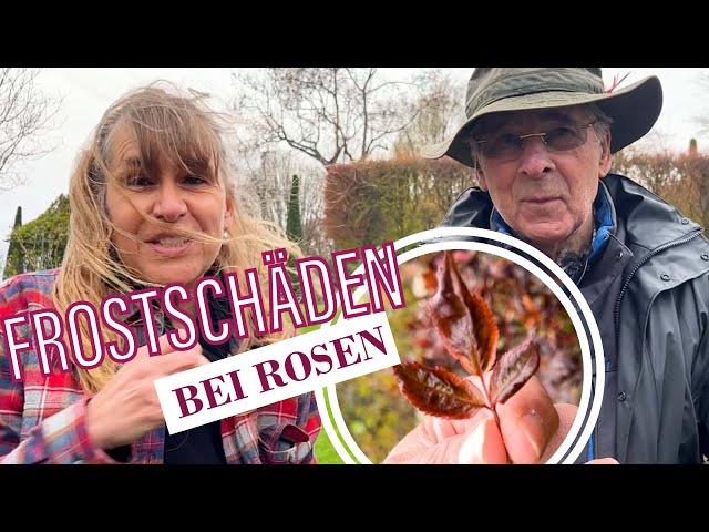 Schäden nach Frost und Schnee an den Rosen? [John Scarman | Rosenkurse]