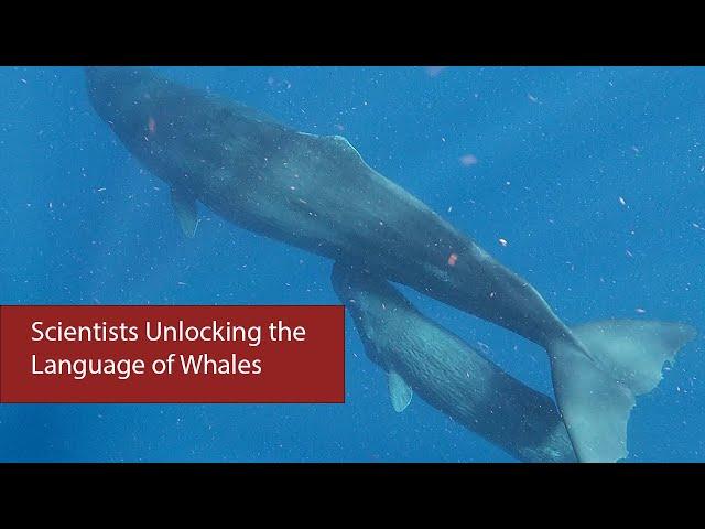 Can We Talk to Whales?