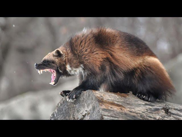 Wolverines are a whole other MOOD | Wolverine vs Honey Badger who would win?