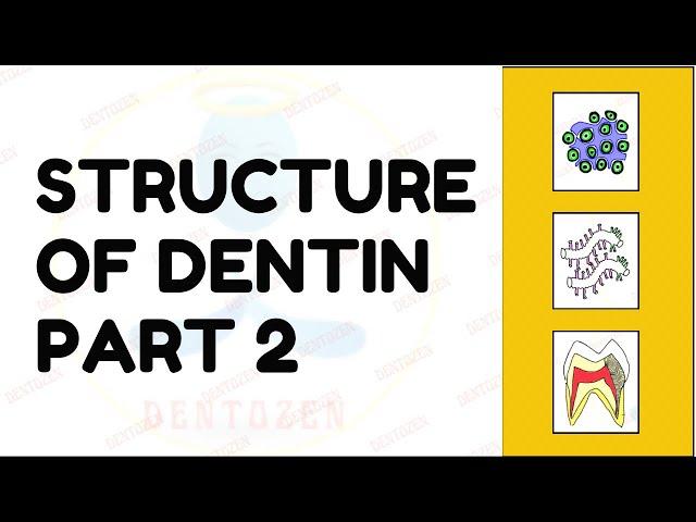 Dentinal Tubules | Dentin Histology | Structure of Dentin