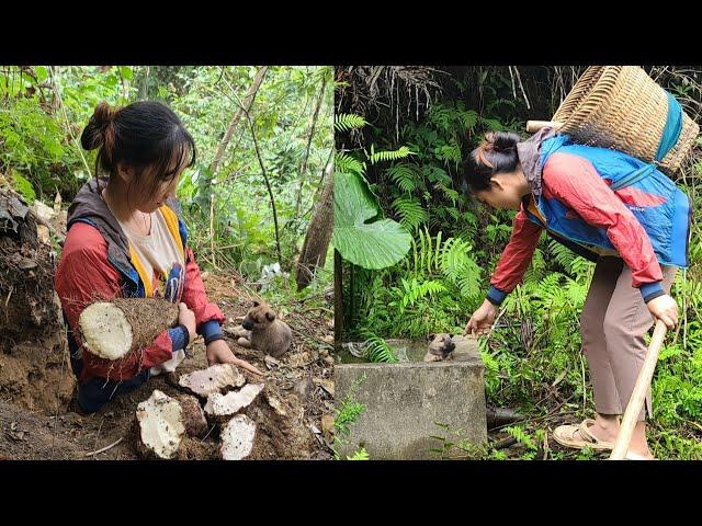 The girl went digging for cassava - accidentally picked up a puppy.