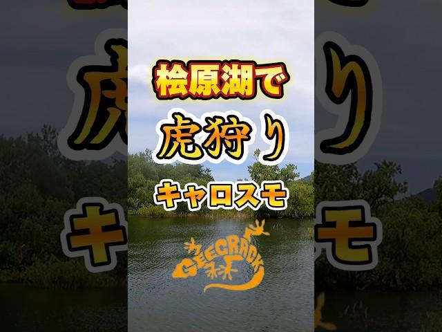 【スモールマウス】虎狩りで釣りまくり！ #inb_fishing #桧原湖 #バス釣り #バス釣りyoutube