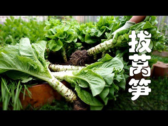 拔莴笋  种植莴笋  收获粗壮、不开裂莴笋的小窍门  GROWING CELTUCE / CHINESE LETTUCE IN MY VEGETABLE GARDEN