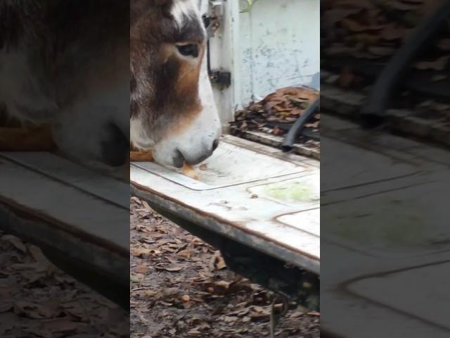 Donkey (Ziggy) has the cat by the tail!