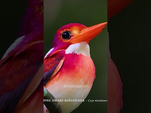 THE PHILIPPINE DWARF KINGFISHER