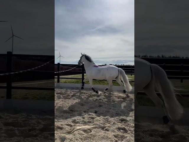 Play full Pistolero enjoy his training outside #equestrian #dressage #caballos #prehorse #лошади