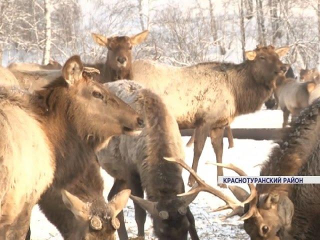 Животноводы юга края взялись за разведение оленей